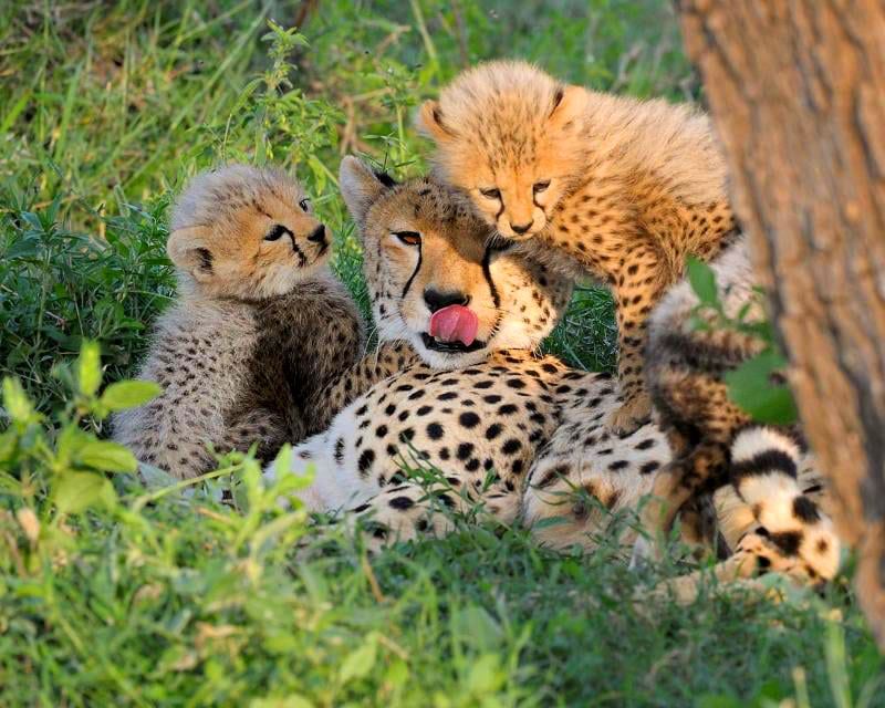 Cheeah-cubs-with-Imani-Excursions