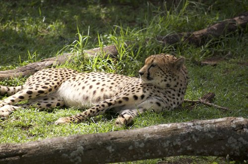 Cheetah+Sunbathing Imani Excurions